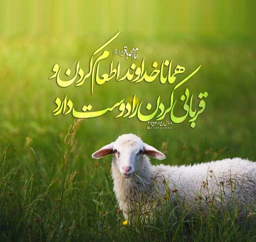 برگزاری مراسم قربانی در یمن با کمک بانوان حوزوی یزد